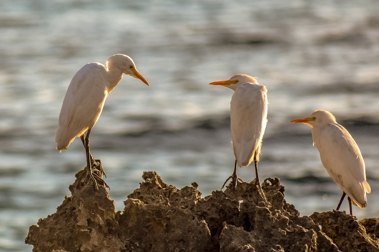 sea birds  rock  nature free photo