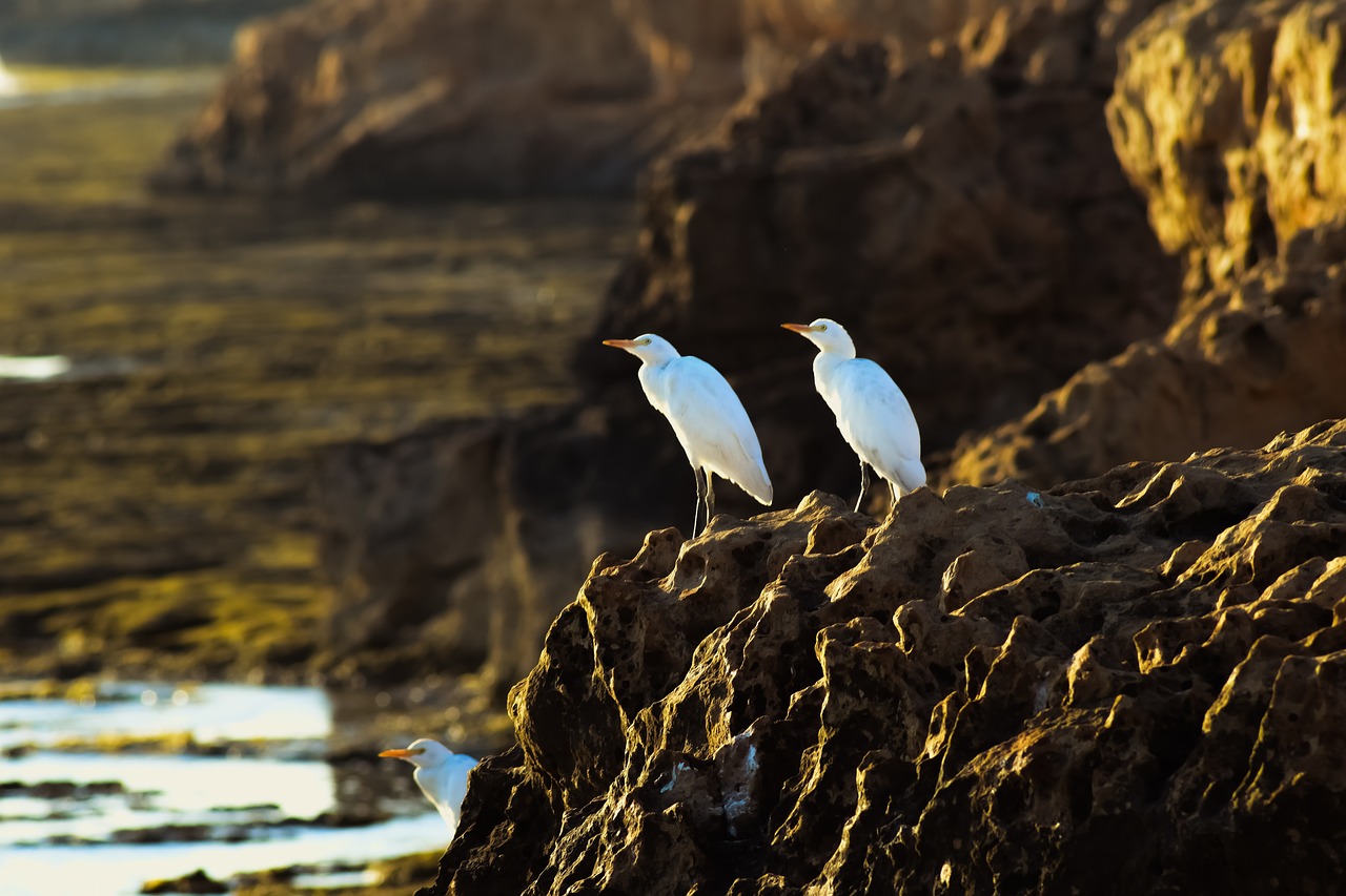 sea birds  rock  nature free photo