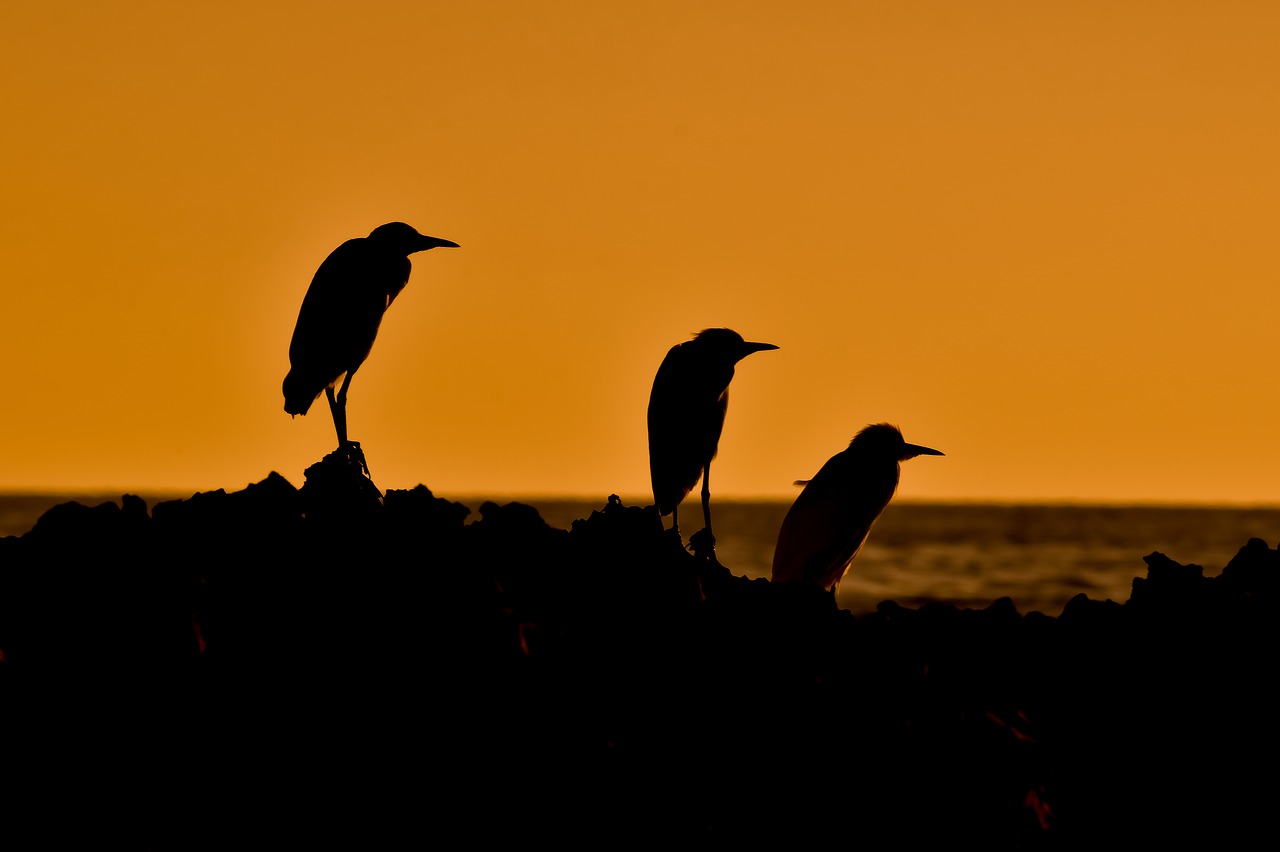sea birds  sunset  silhouettes free photo