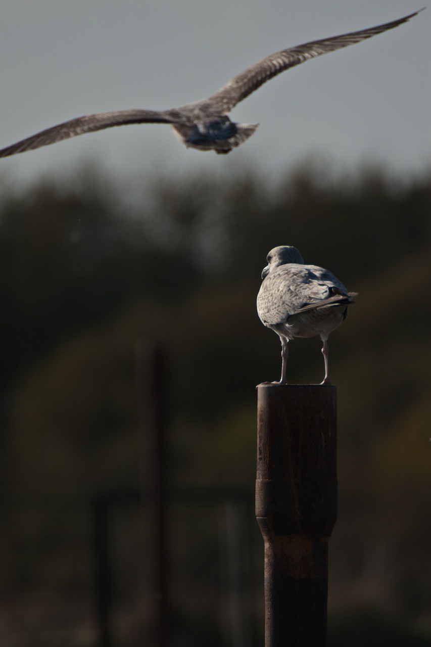 sea birds flight perching free photo