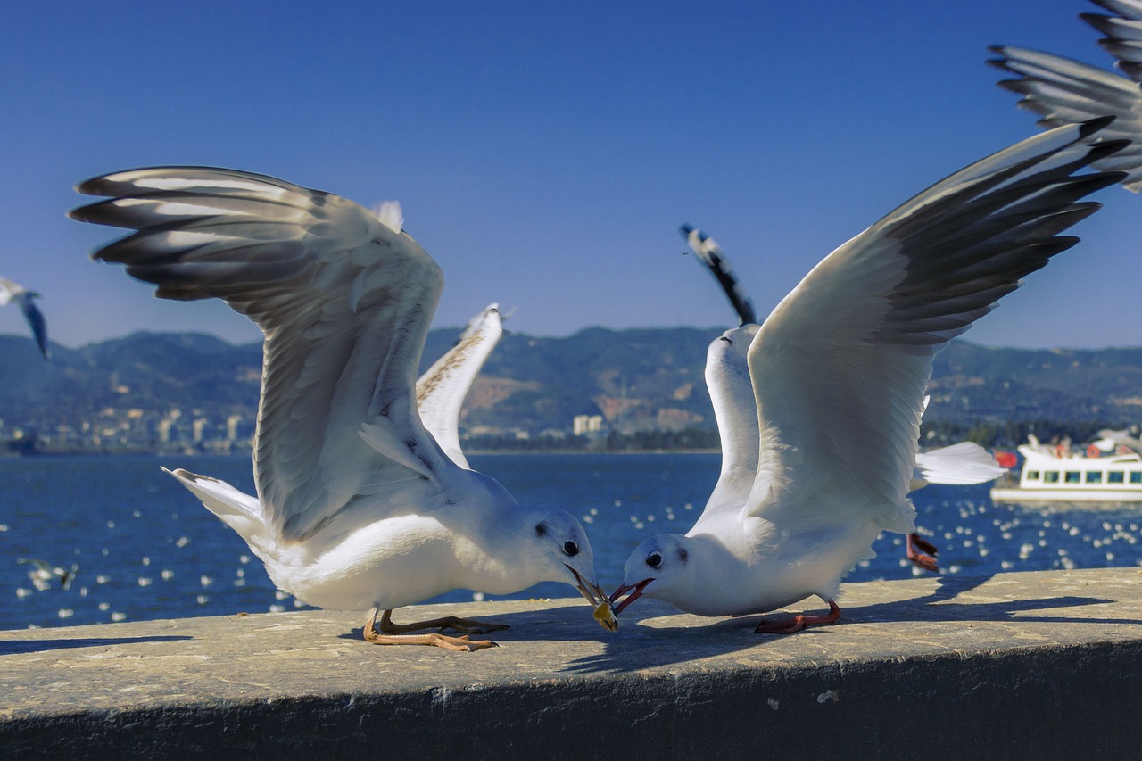 sea birds  birds  sky free photo