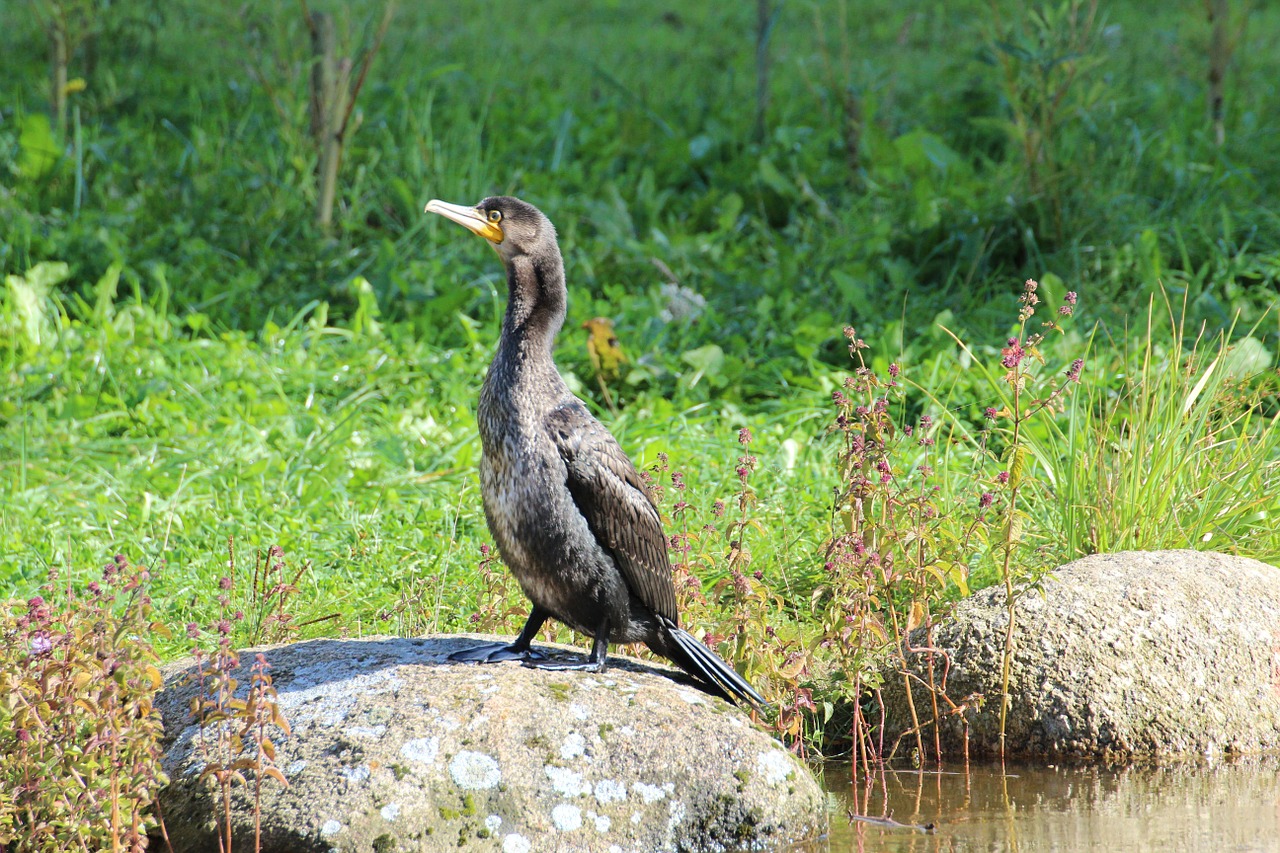 download-free-photo-of-sea-birds-birds-cormorant-phalacrocoracidae