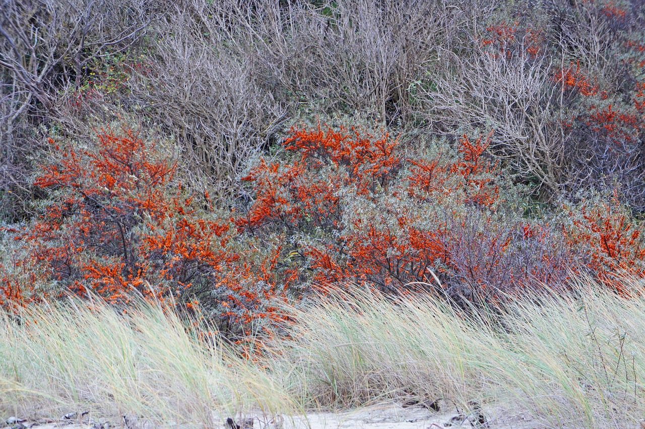 sea buckthorn orange berries free photo