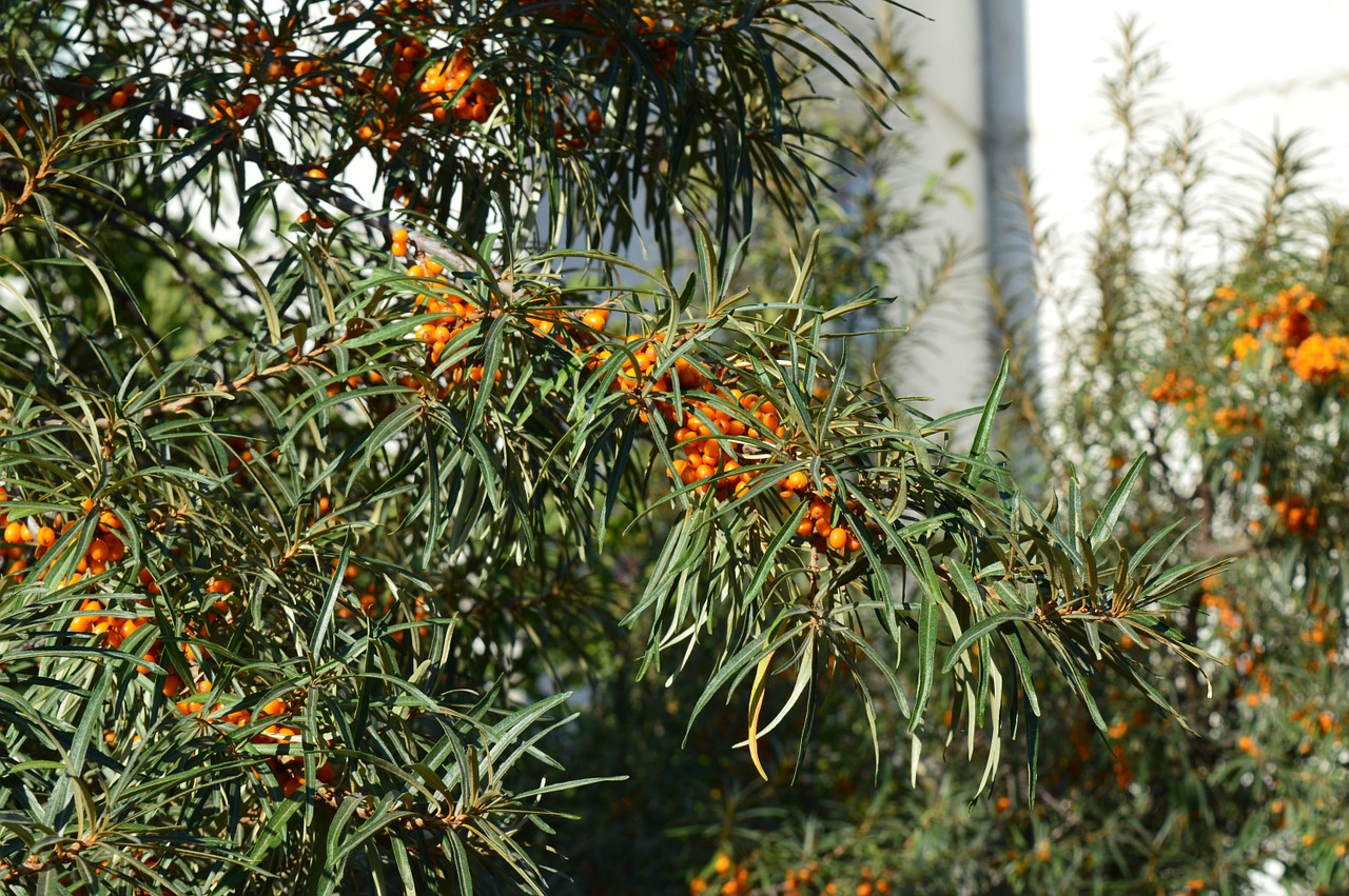 sea-buckthorn shrub berry free photo