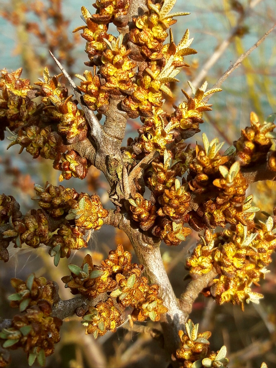 sea buckthorn buckthorn flower hippophae rhamnoides free photo