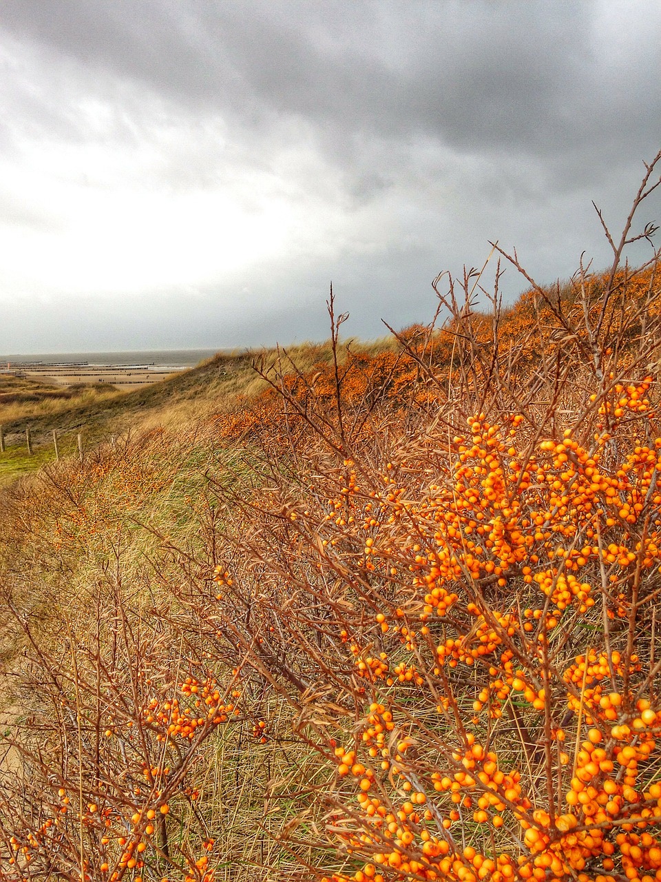 sea buckthorn bush dunes free photo