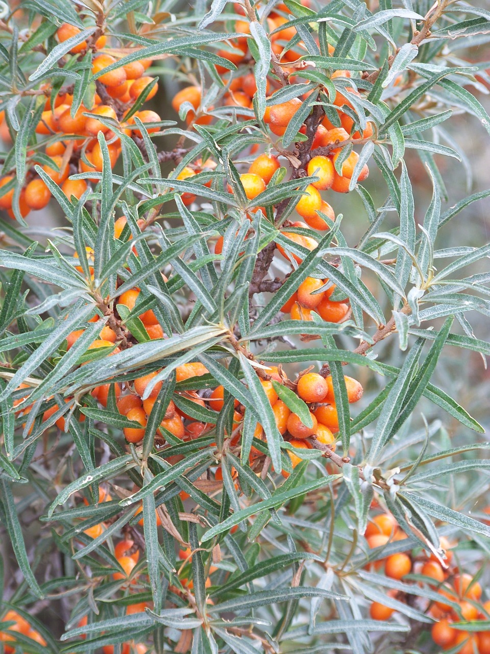 sea buckthorn wild fruit berries free photo