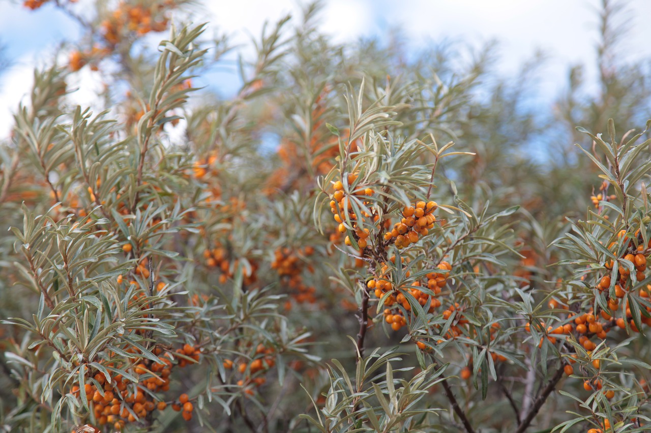 sea-buckthorn bush autumn free photo