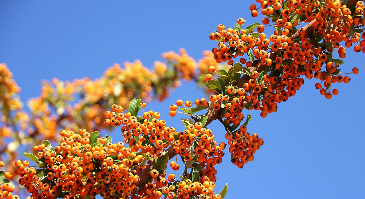 sea buckthorn plant orang free photo