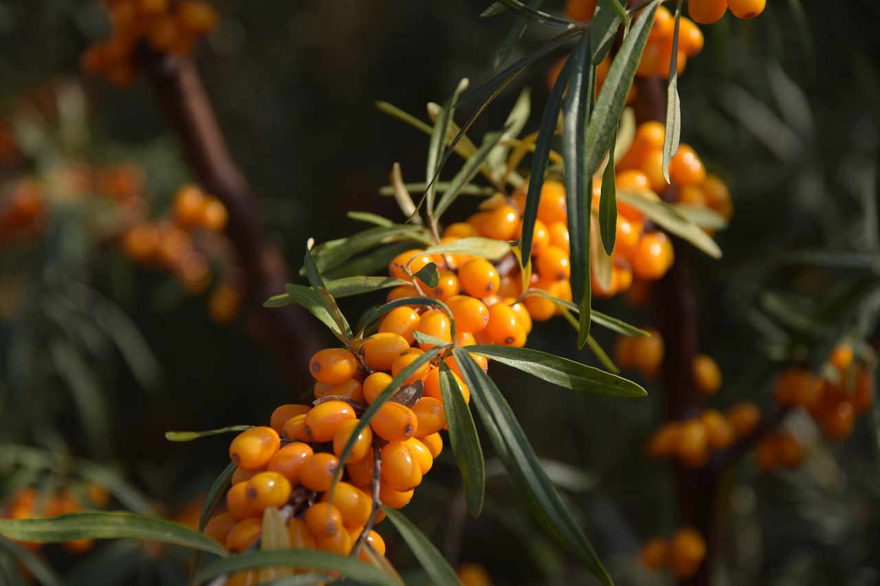 sea-buckthorn sprig branch free photo