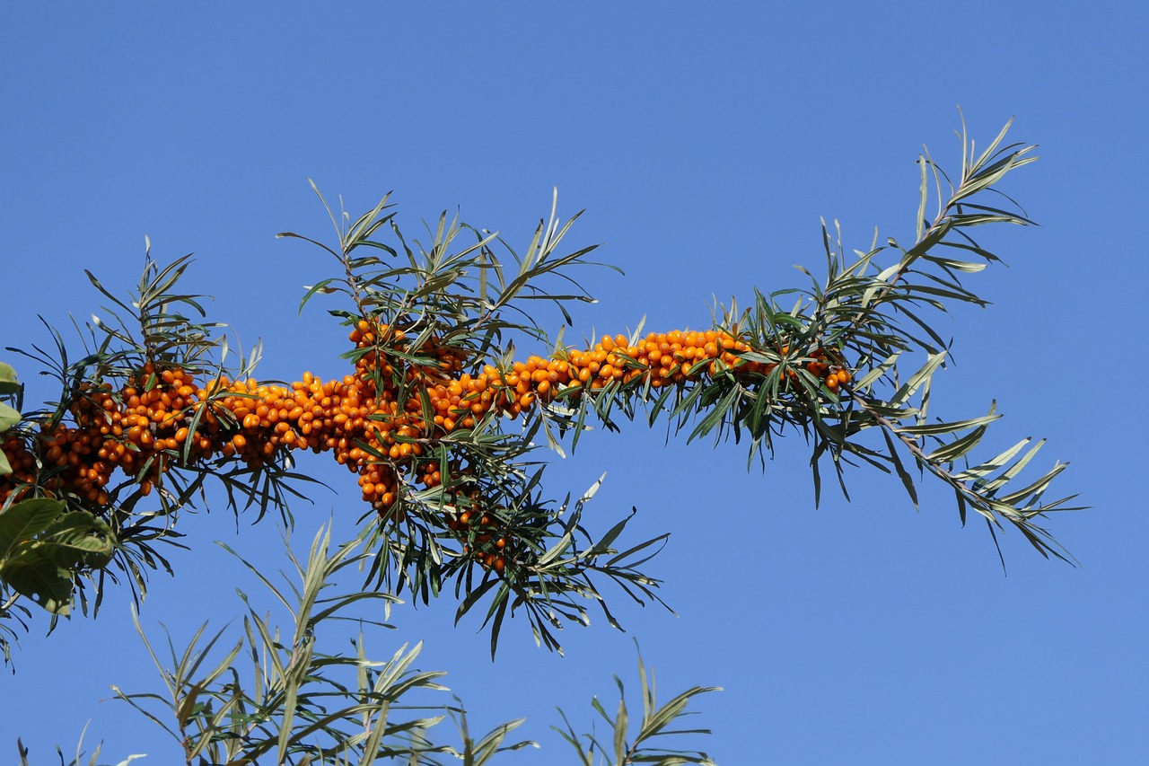 sea buckthorn  berries  fruit free photo