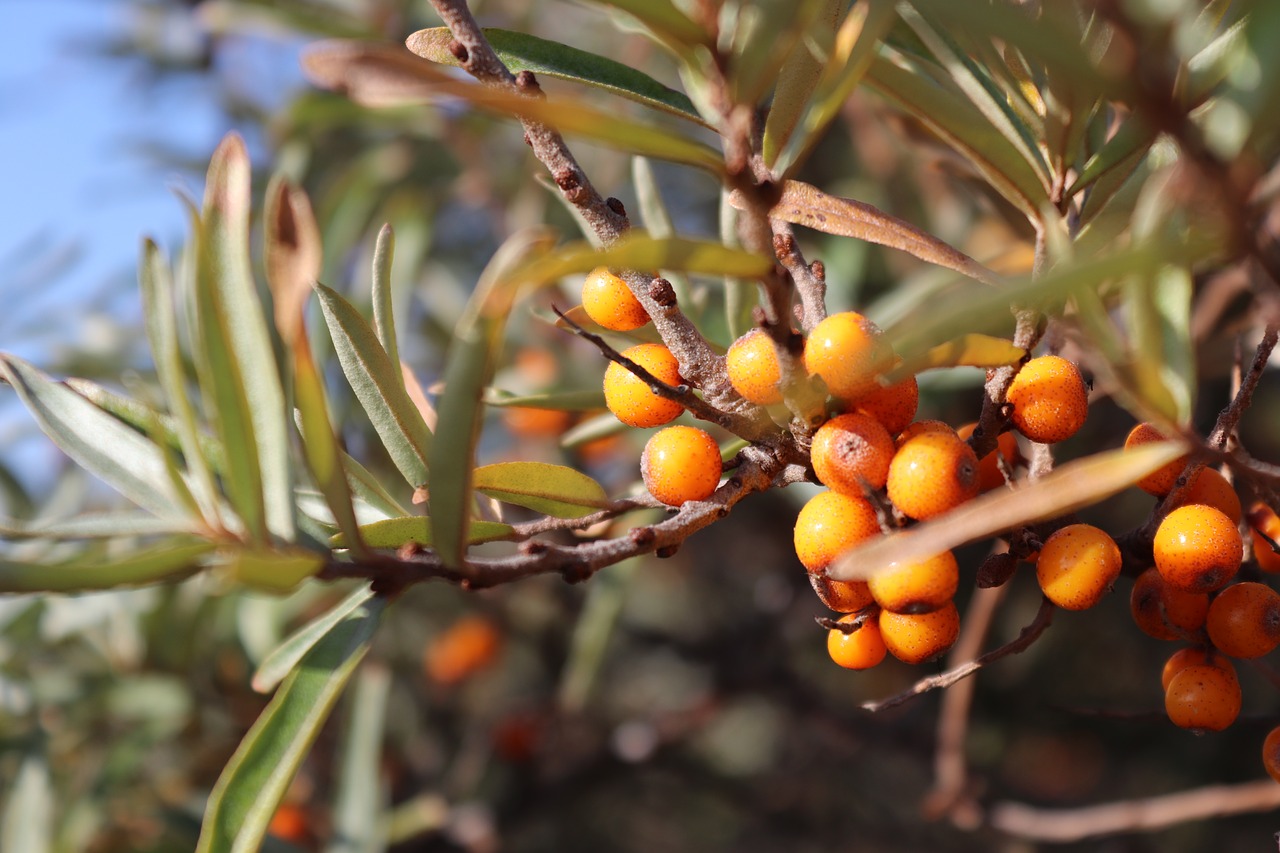 sea buckthorn  island  spiekeroog free photo