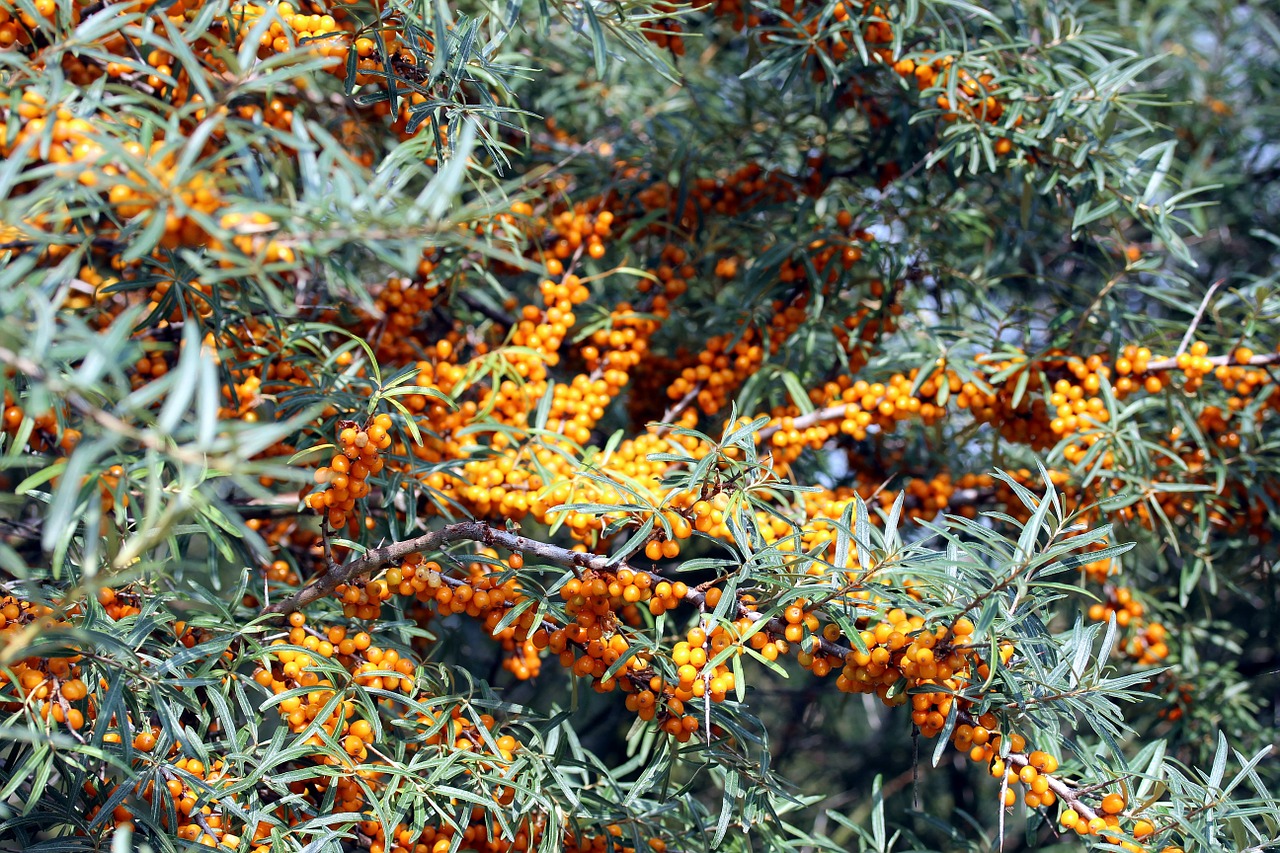 sea buckthorn bush hippophae rhamnoides free photo