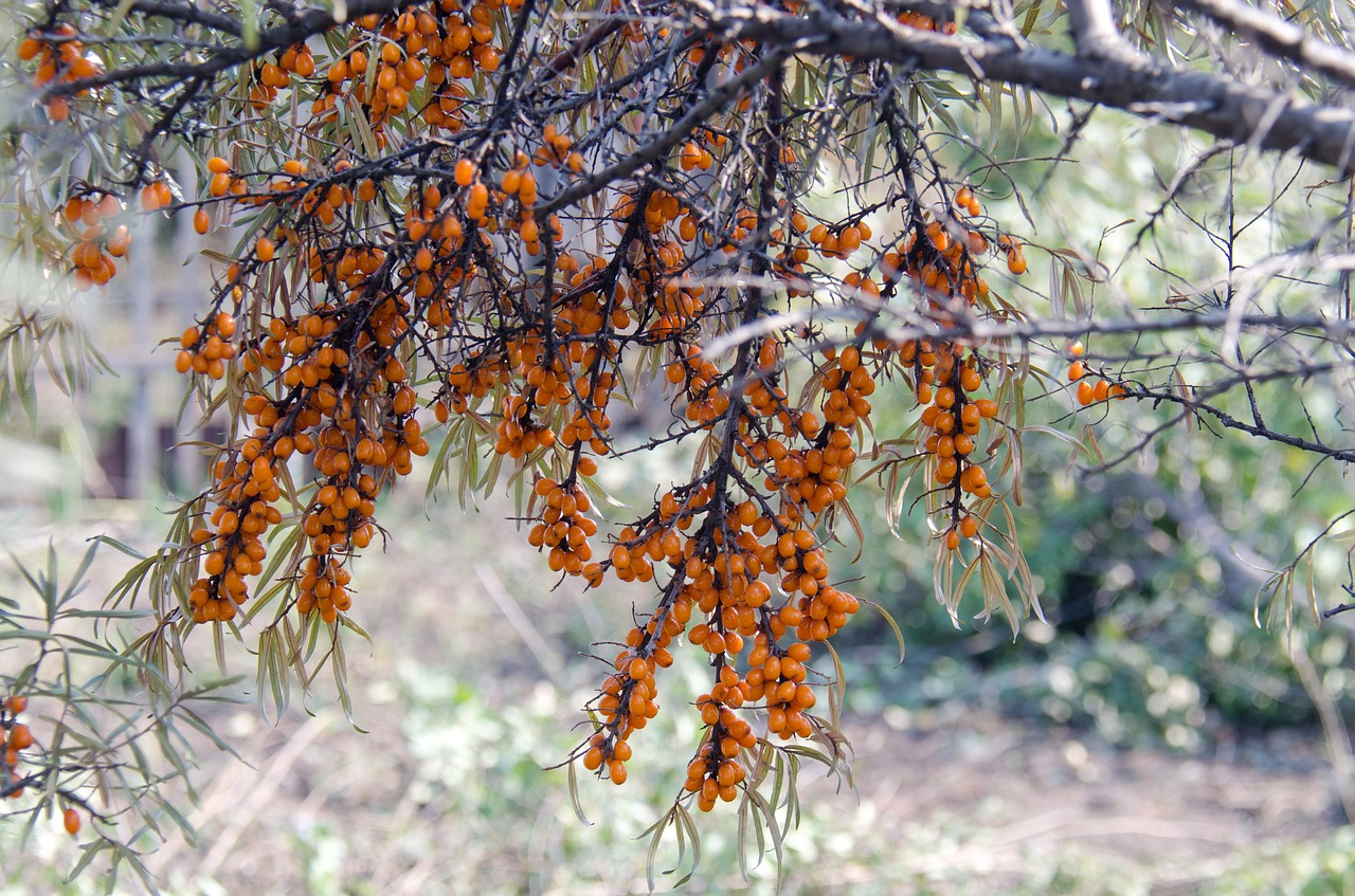 sea ​​buckthorn shrub berry free photo