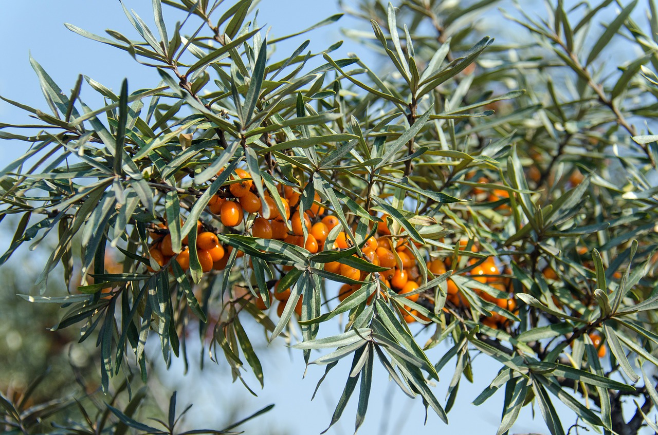 sea ​​buckthorn shrub berry free photo