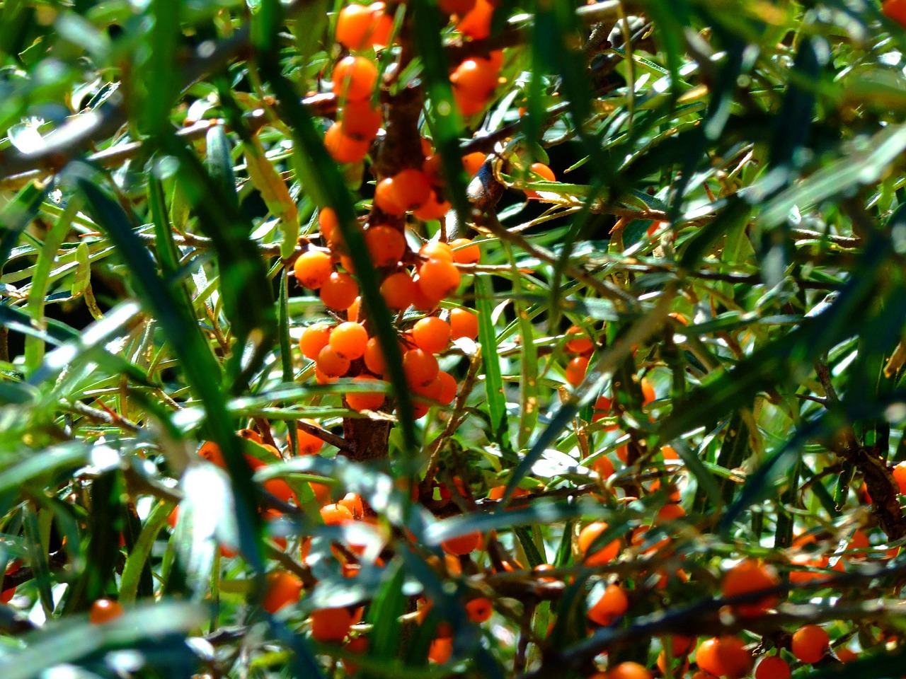 sea buckthorn south tyrol hiking free photo