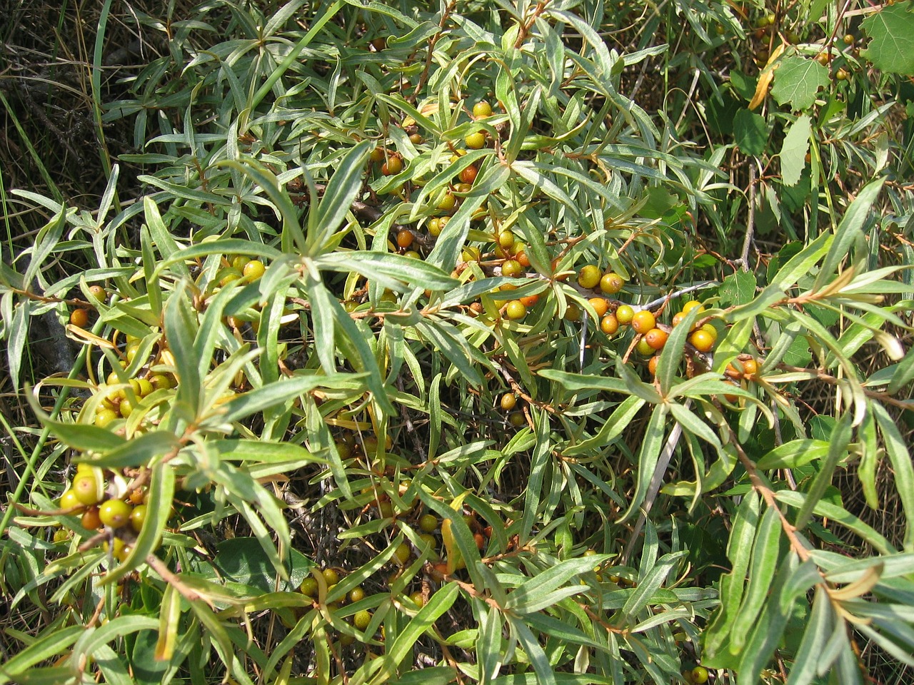 sea buckthorn bush berries free photo