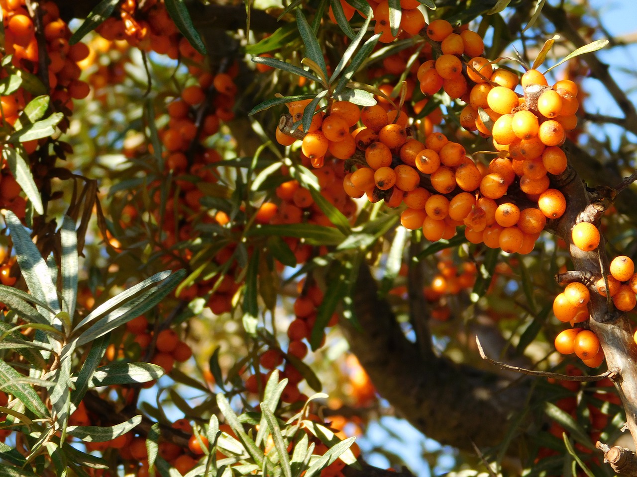 sea buckthorn vitamins wild shrub free photo