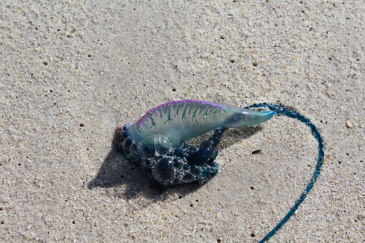 sea creature jelly fish jelly free photo