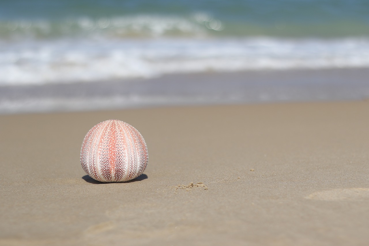 sea cucumber  sea  shells free photo