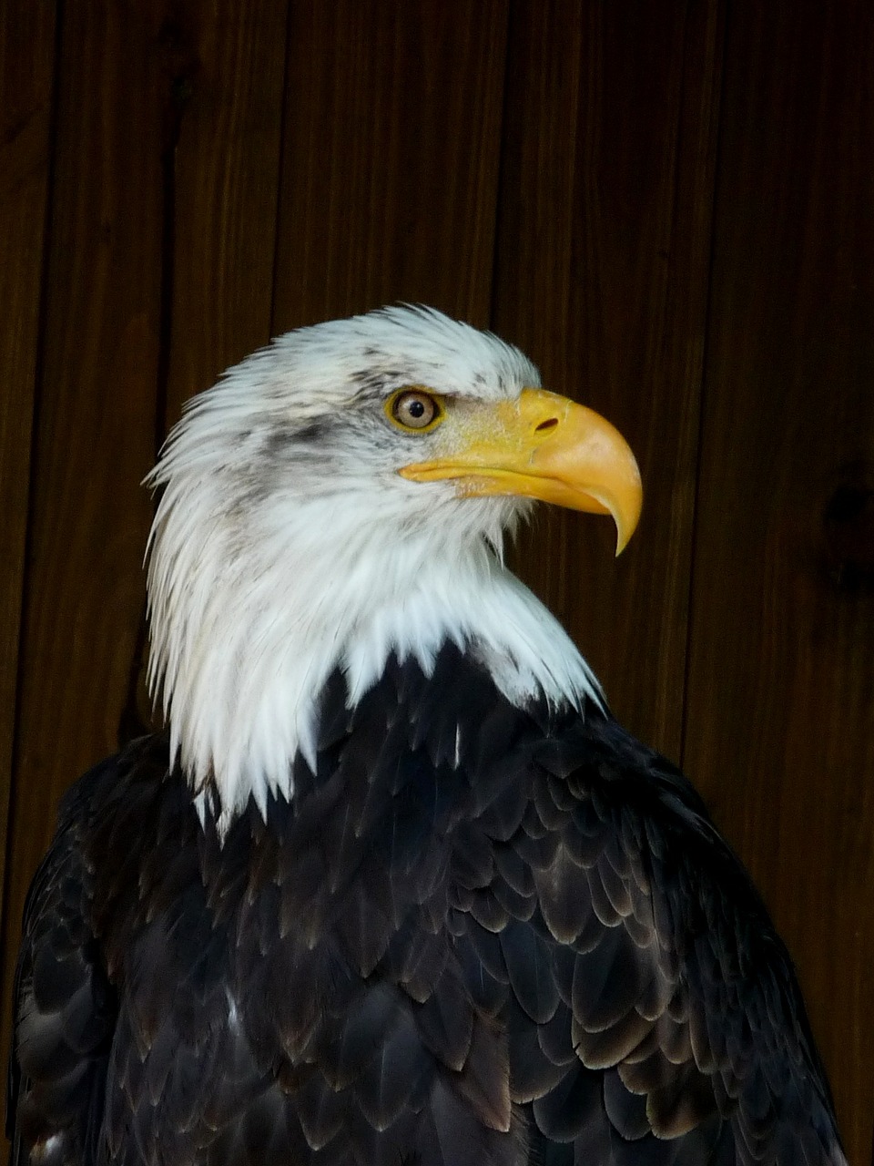 sea ​​eagle bird eagle free photo