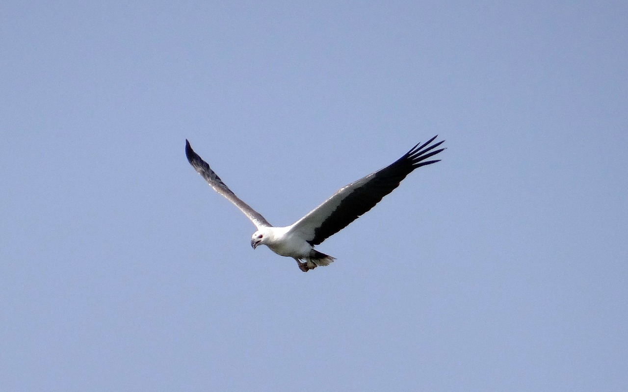 sea eagle eagle white-bellied free photo