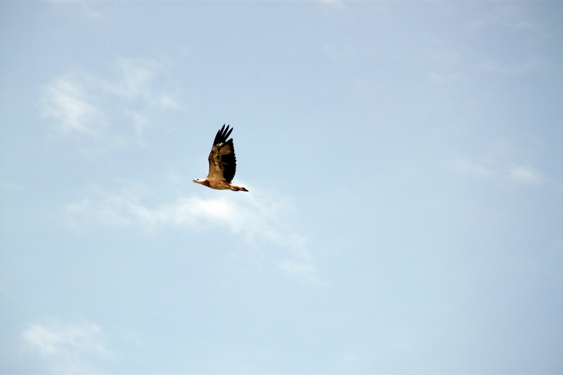 sea eagle flying free photo