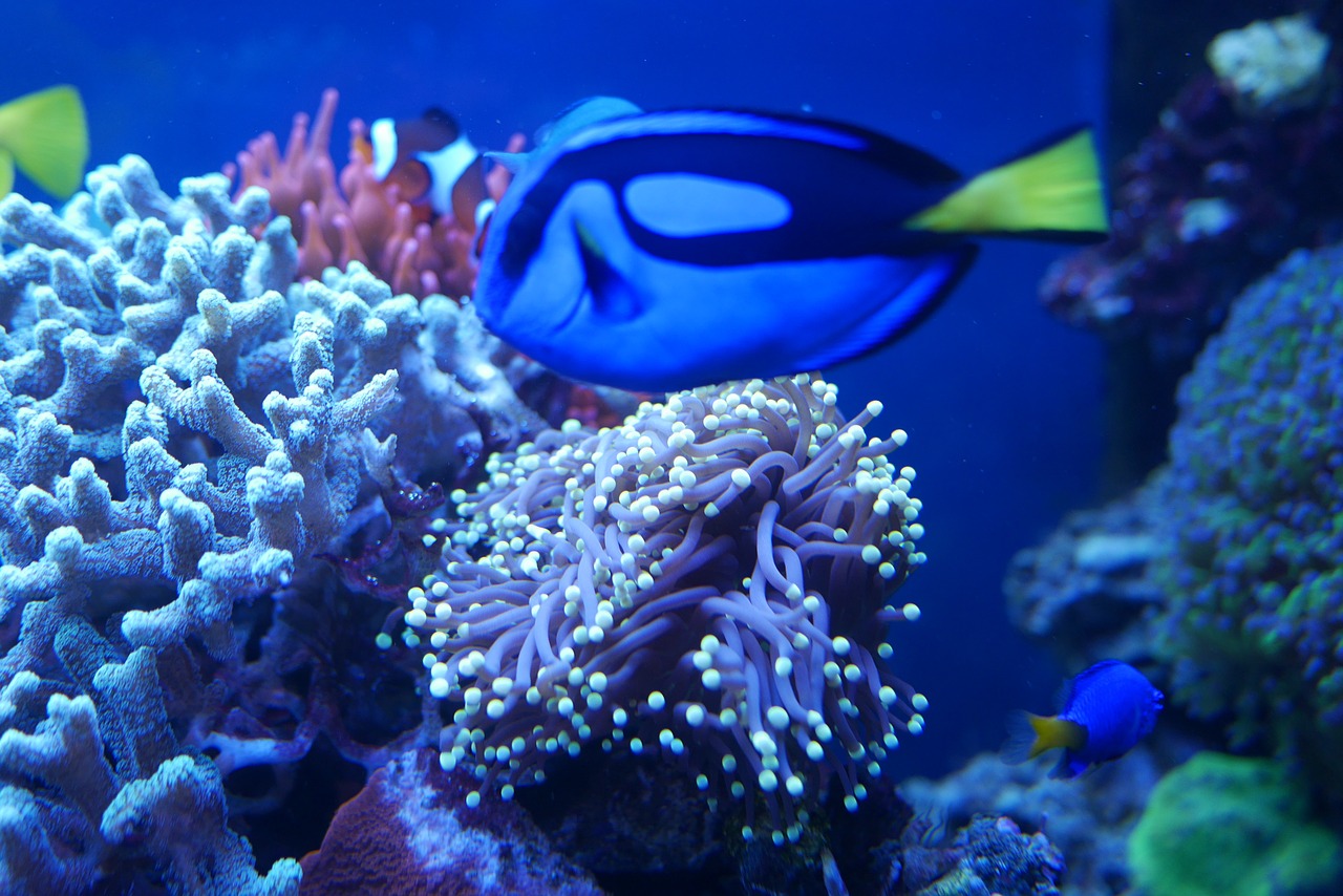 sea ​​fish zoological garden aquarium free photo