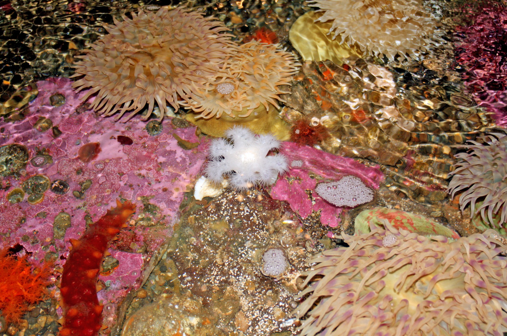 aquarium coral flowers free photo