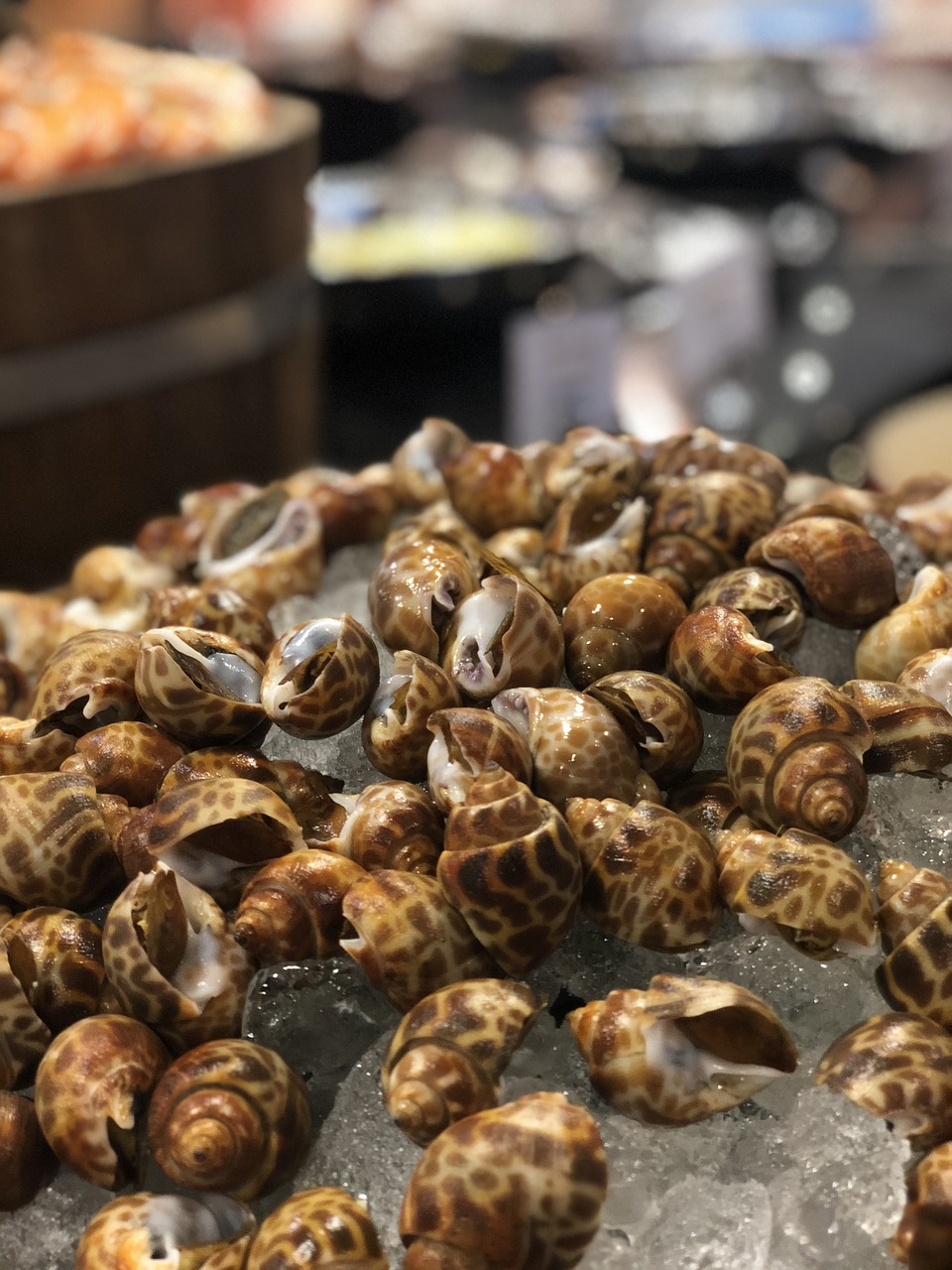 sea food  shell  seafood free photo