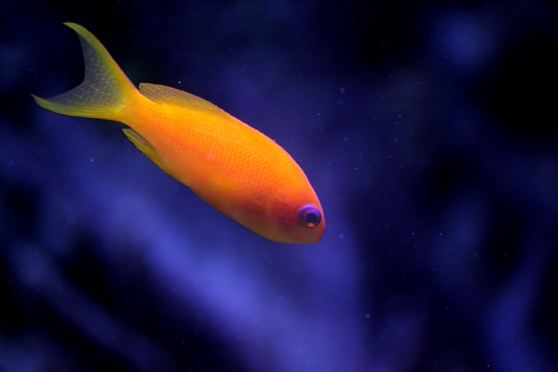 lyretail coralfish sea goldie tropical fish free photo