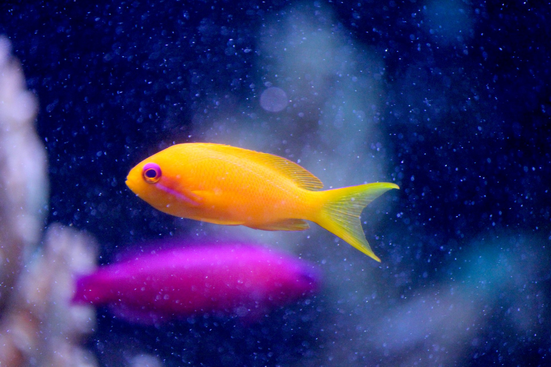 lyretail coralfish sea goldie tropical fish free photo