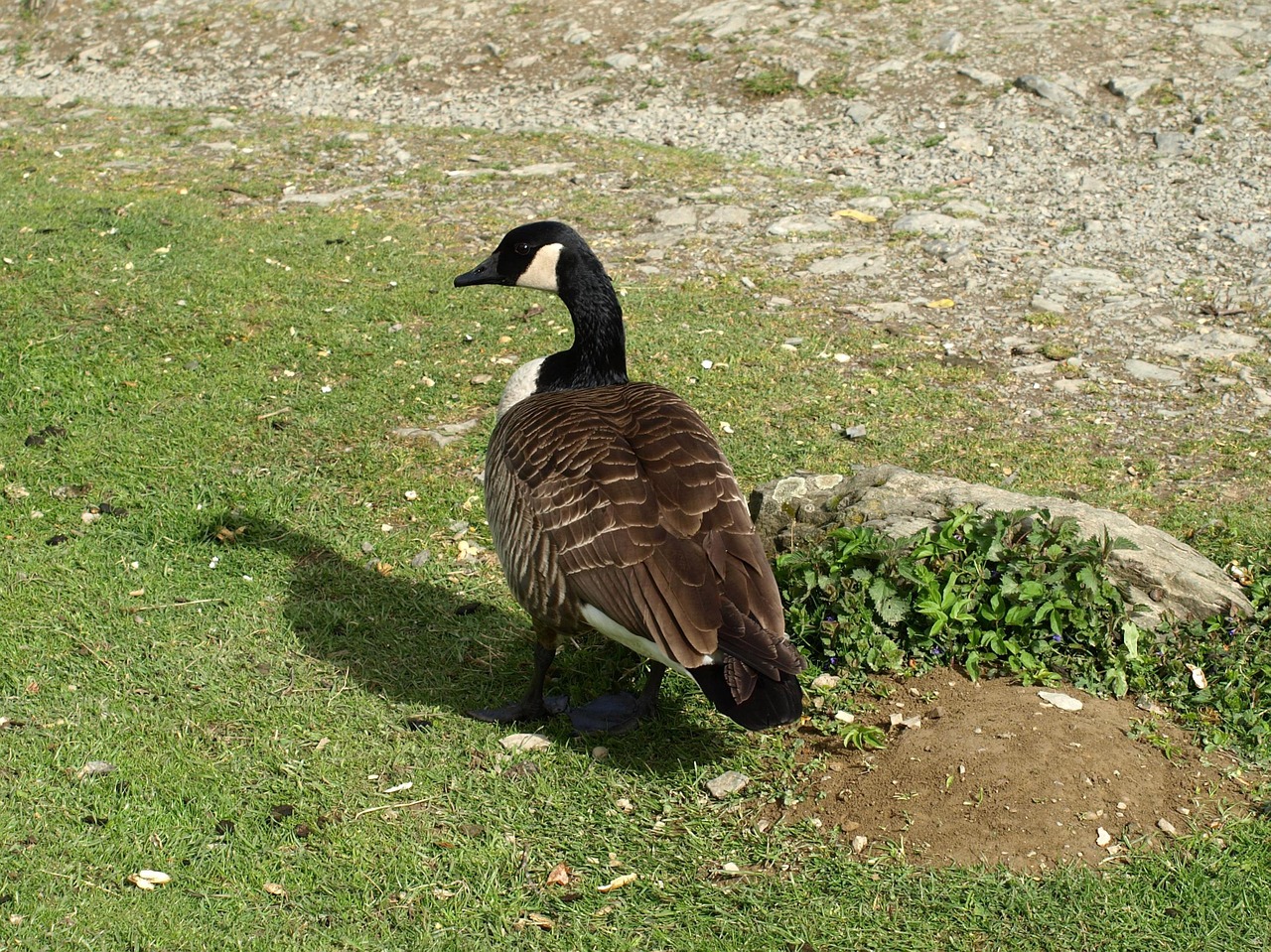 sea goose goose bird free photo