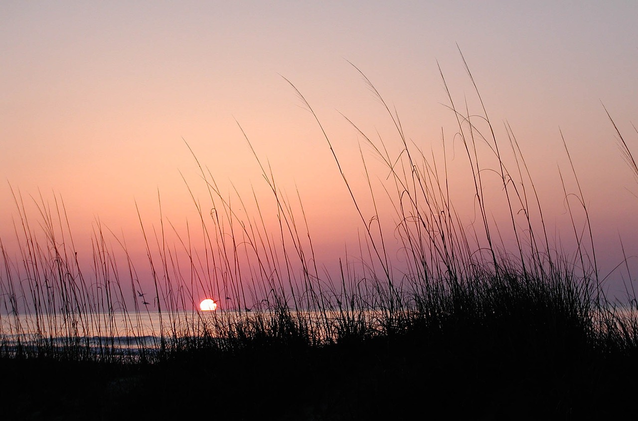 sea grass sunrise hilton head free photo