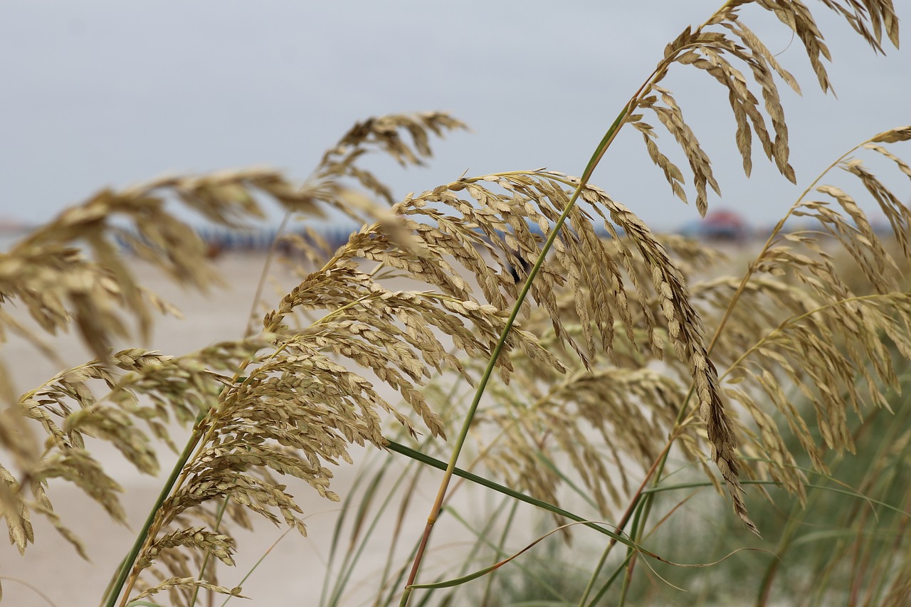 sea grass beach ocean free photo