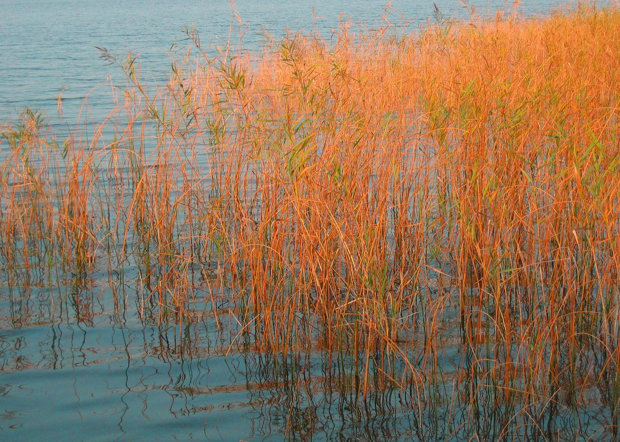 sea grass lake abendstimmung free photo