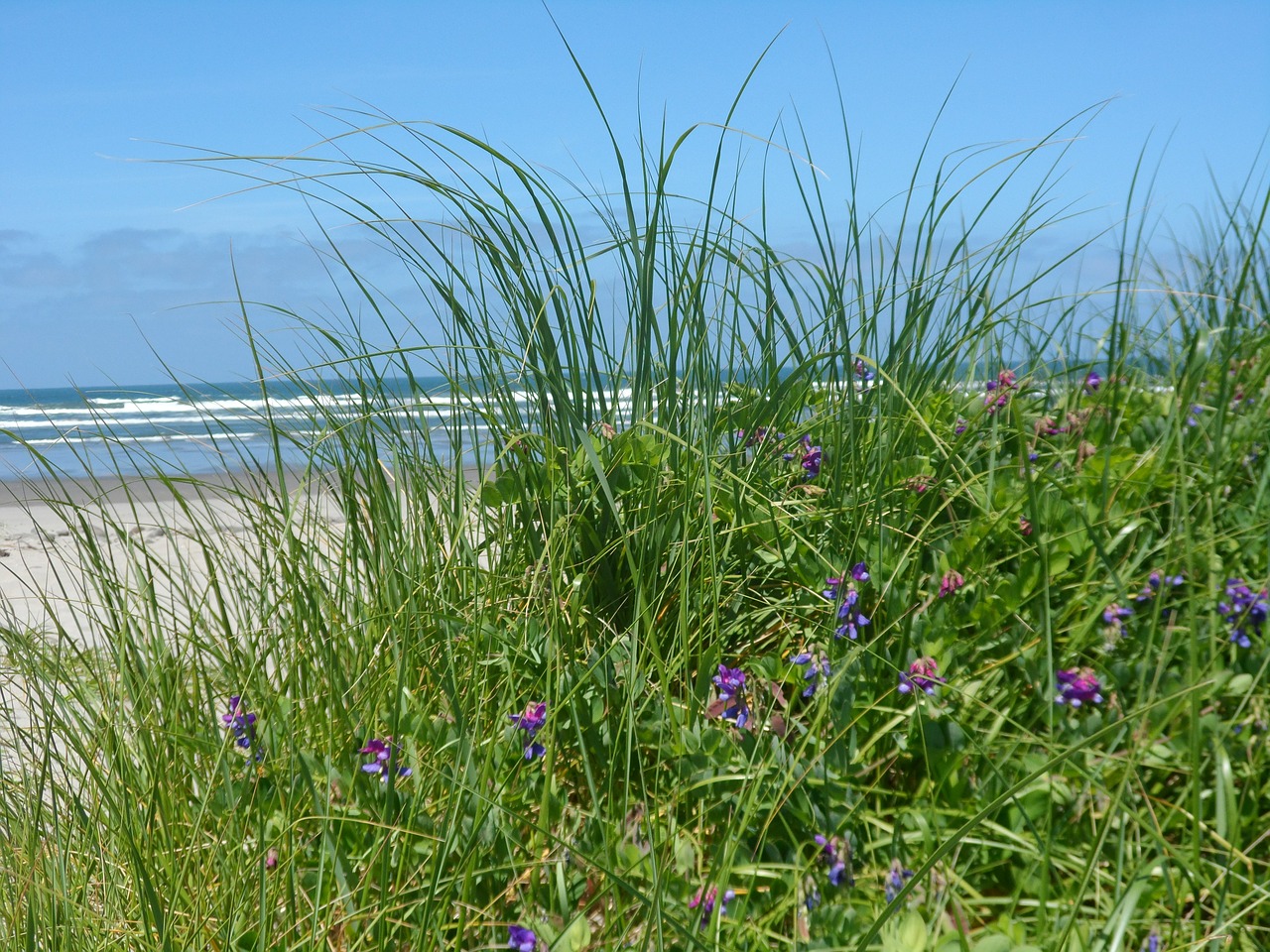 sea grass close-up ocean view free photo