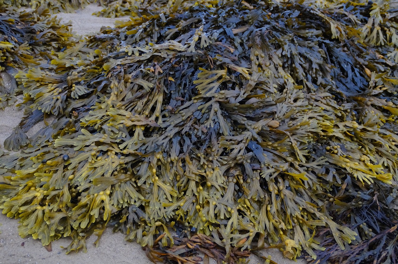 sea grass  seaweed  ebb free photo