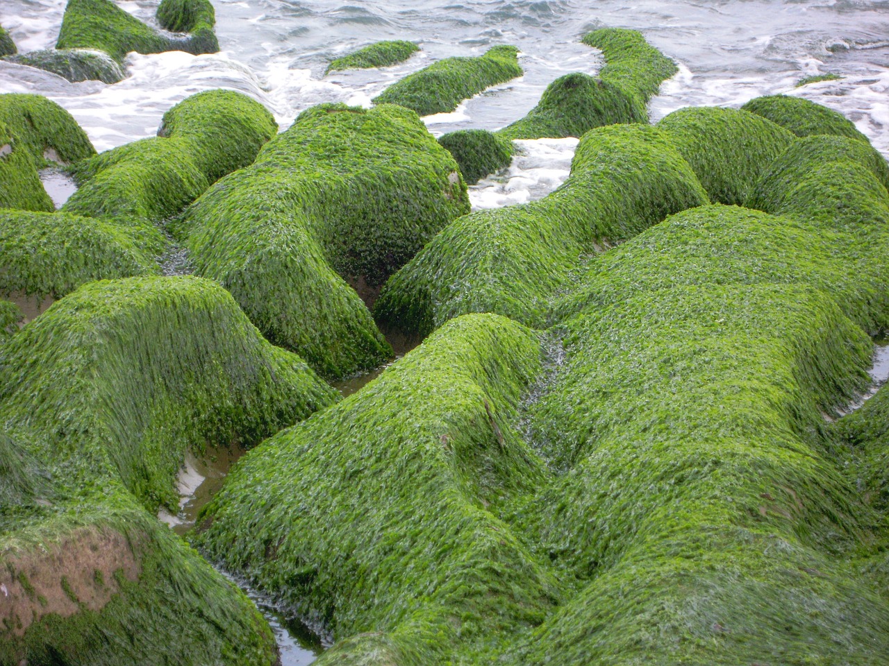 sea groove sea weed sea 蝕 gou free photo