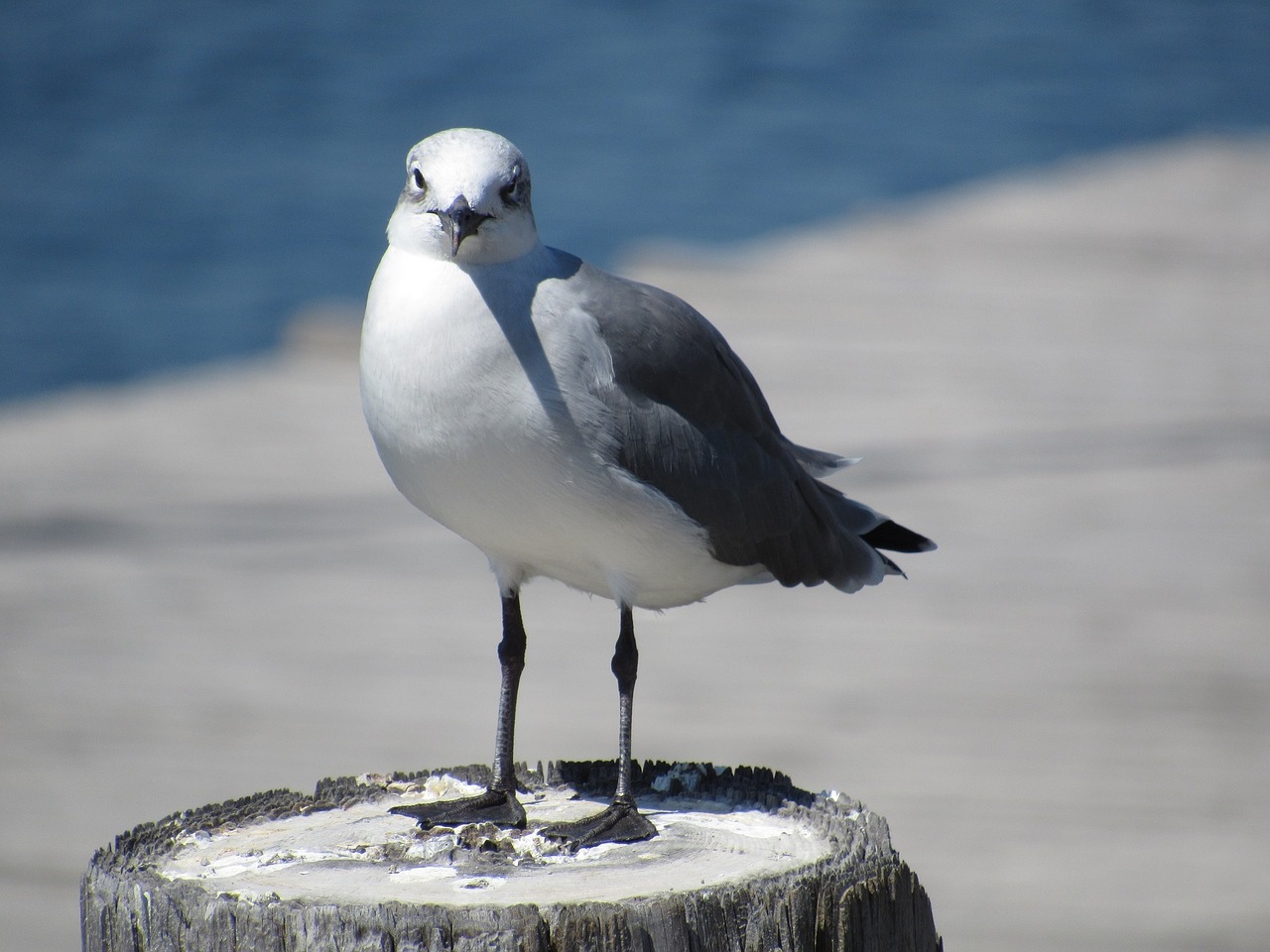 sea gull bird post free photo