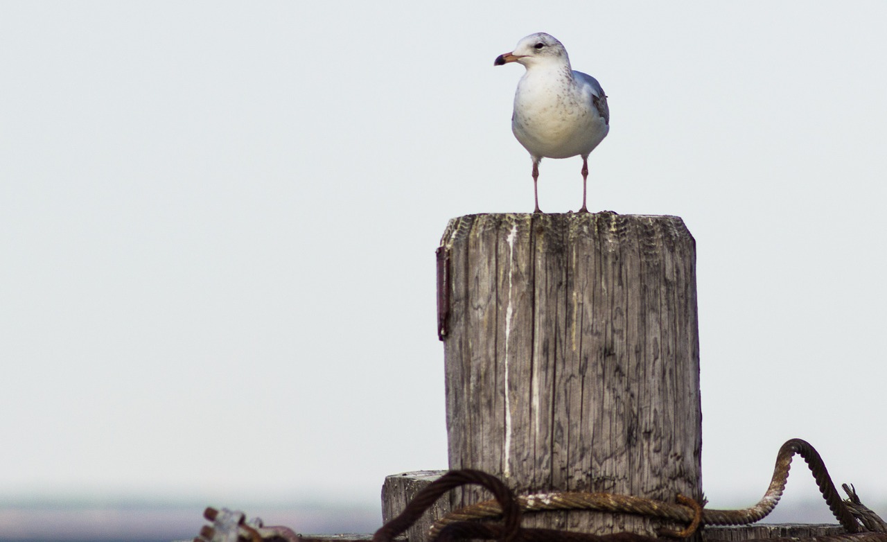 sea gull bird post free photo