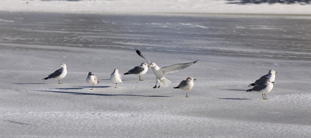 sea gull gull sea free photo