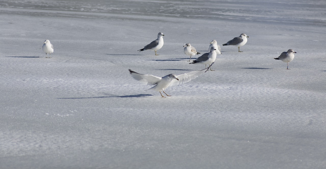 sea gull gull sea free photo