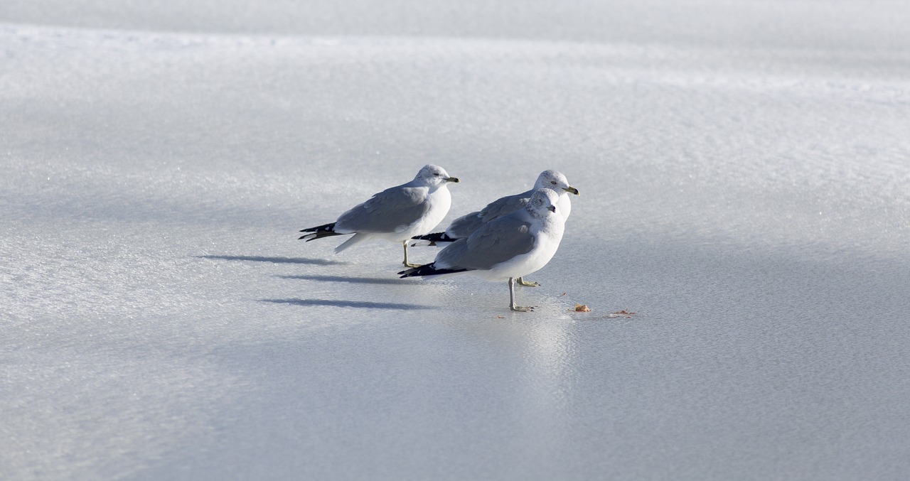 sea gull gull sea free photo