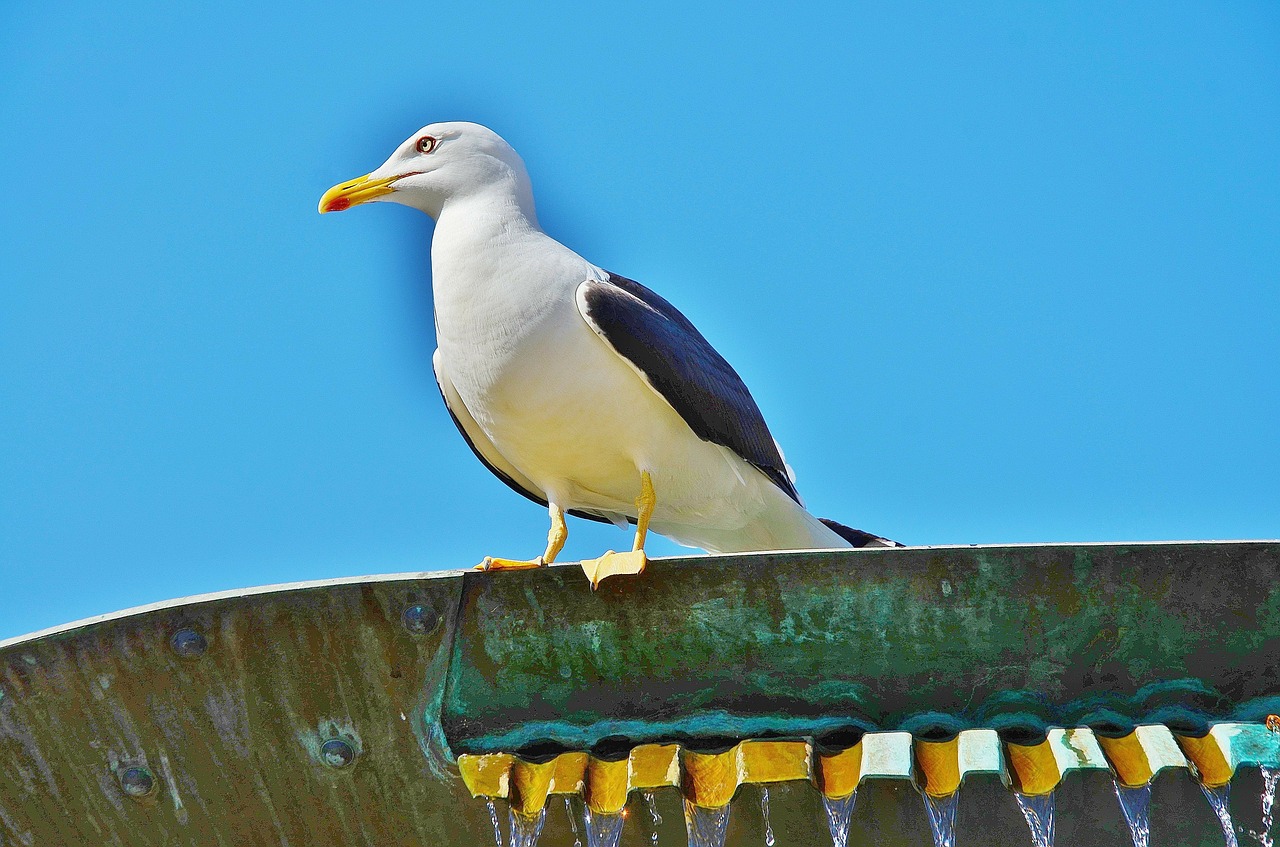 sea gull bird sky free photo