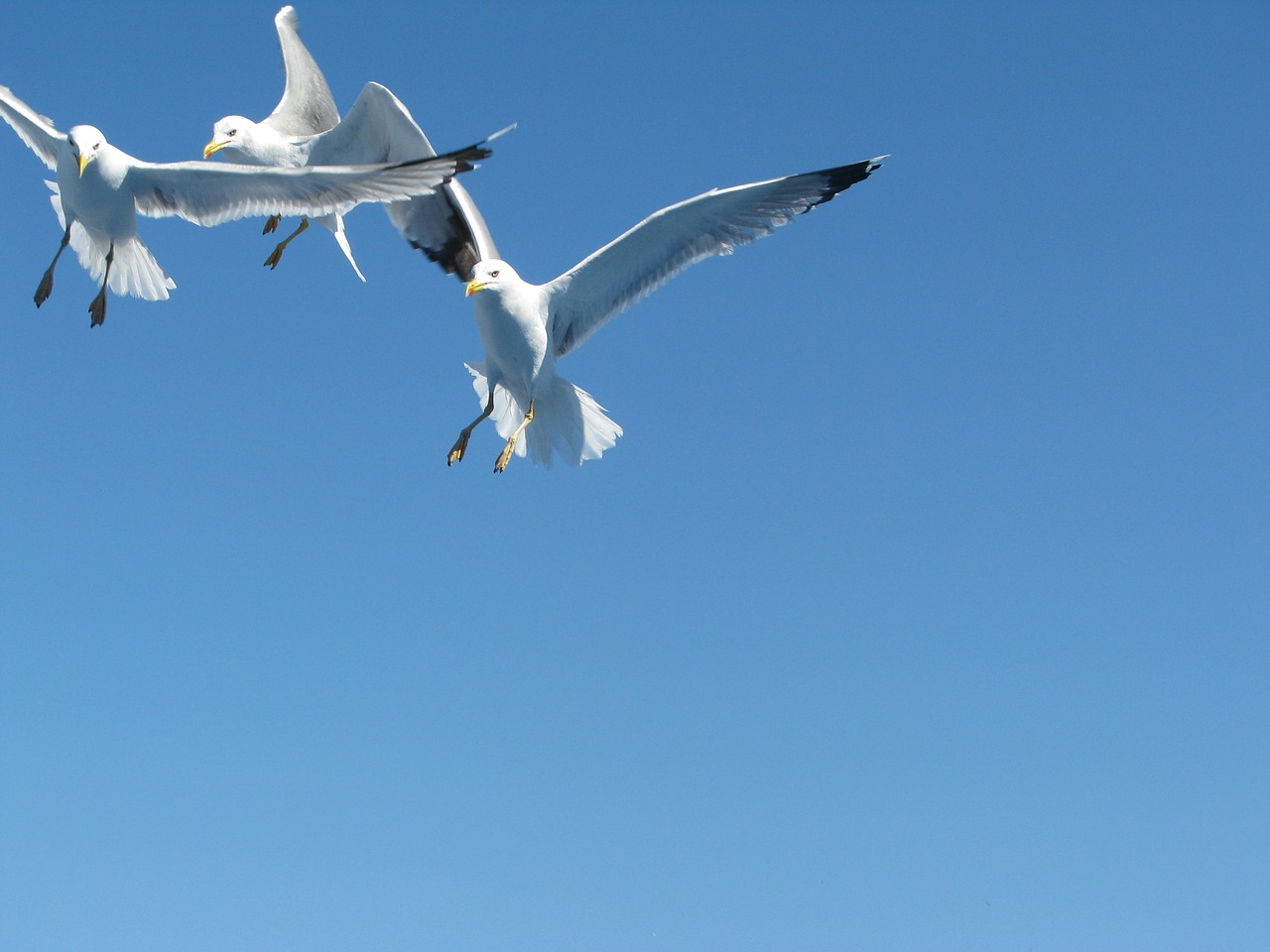 sea gull sky fly free photo
