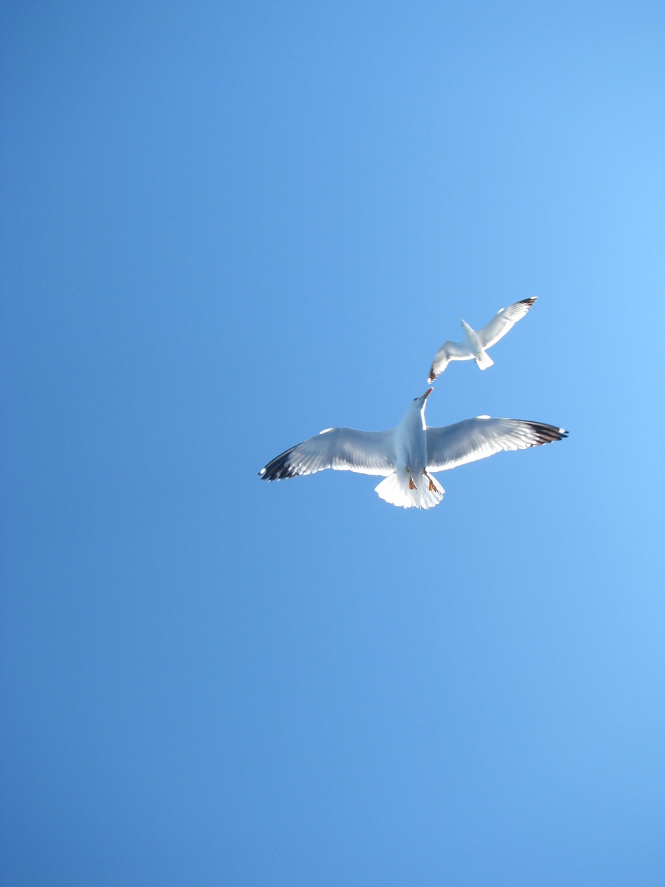 sea gull sky fly free photo