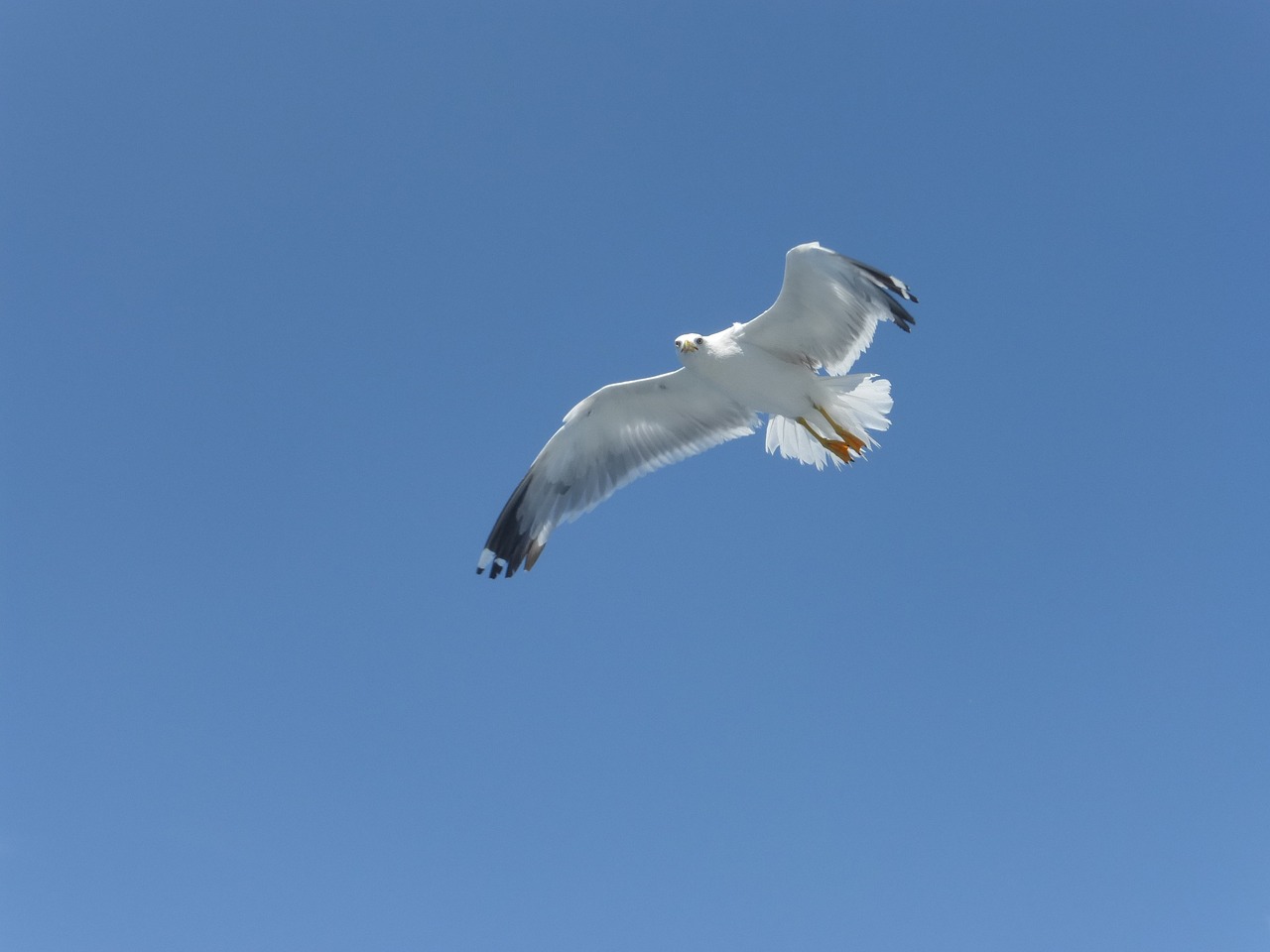 sea gull gull bird free photo