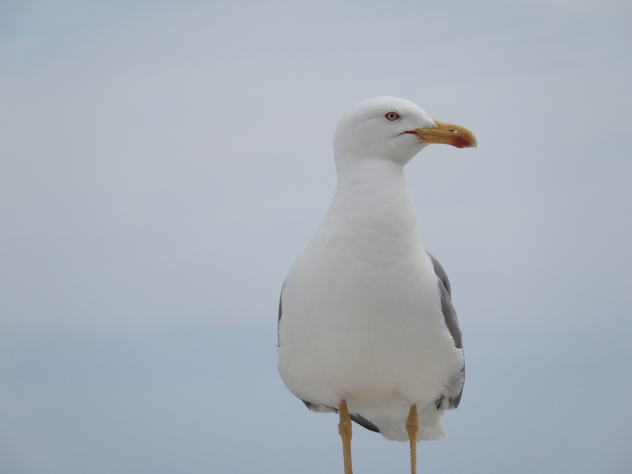 sea gull bird seagull free photo