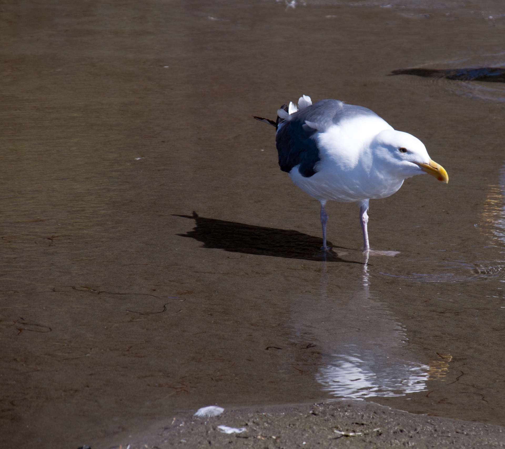 seagull sea gull marine birds free photo